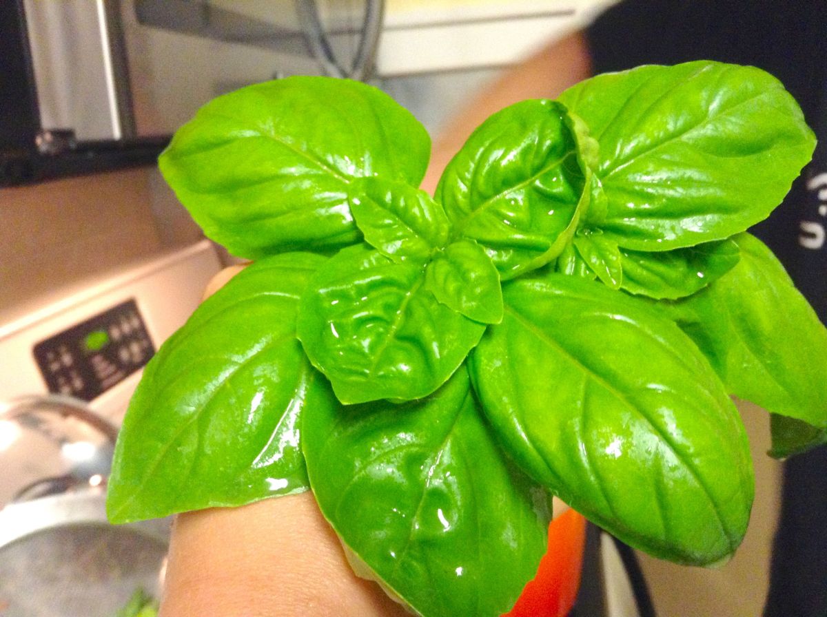 A handful of basil
