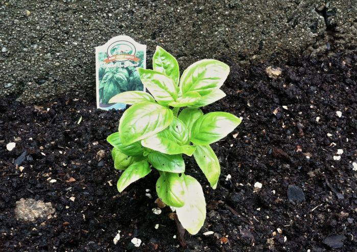 Baby Basil 2013