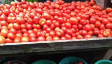 Piles of tomatoes at Maple Acres Farm
