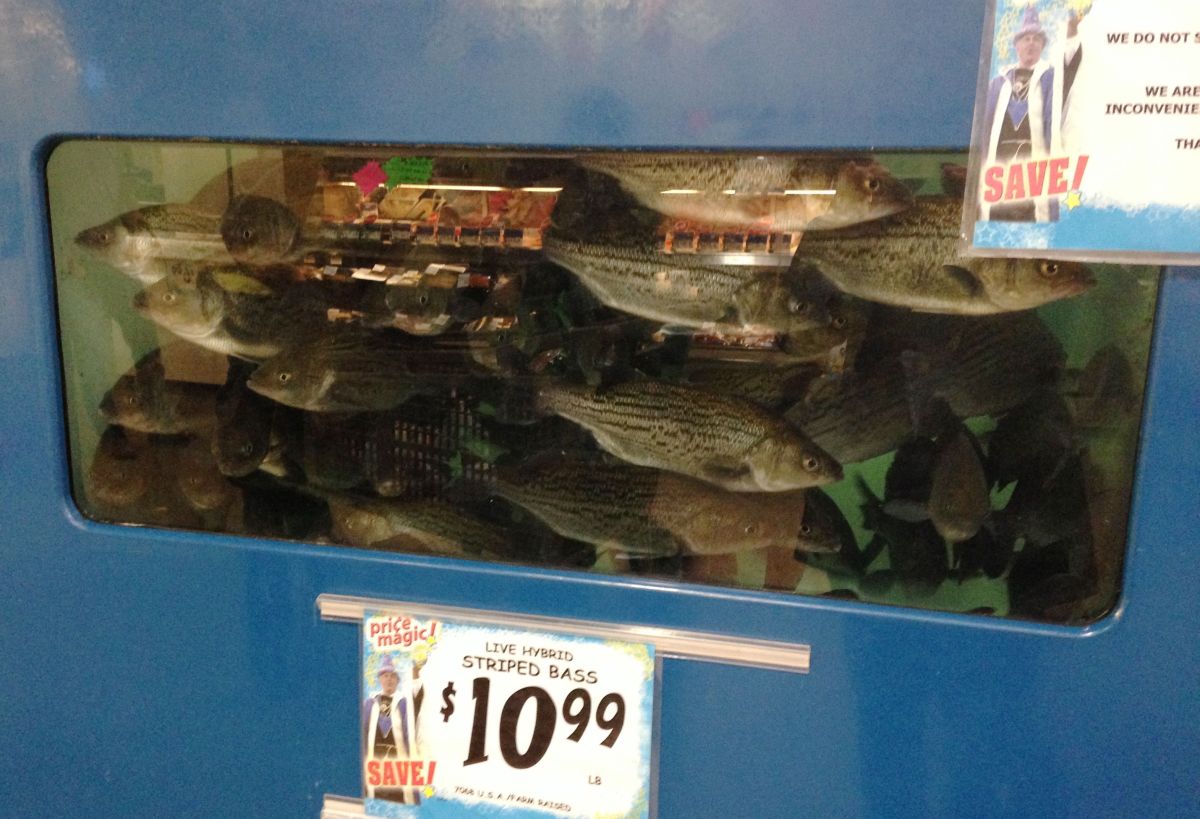 Live fish.
