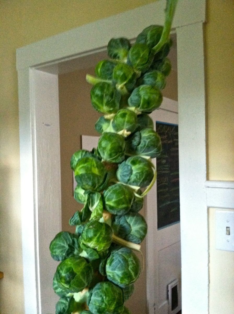 Brussels Sprouts
